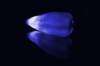 blau_small.jpg